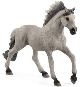 Koń Mustang ogier rasy Sorraia