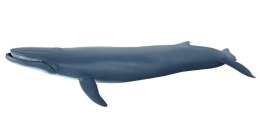 Płetwal błękitny