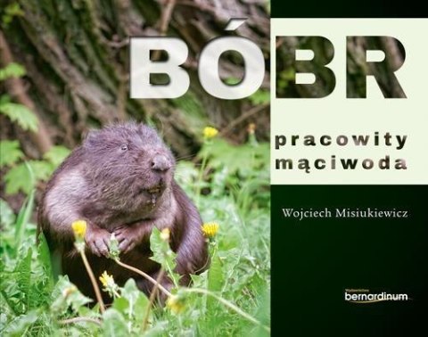 Bóbr - pracowity mąciwoda Bóbr - pracowity mąciwoda