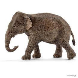 Azjatycka słonica