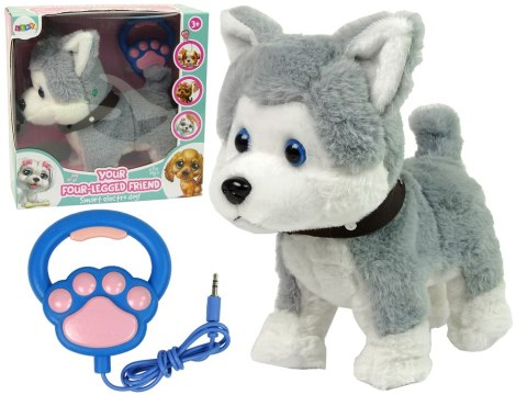 Pluszowy Piesek Husky Interaktywny Edukacyjny Smycz Piosenki Chodzi Pluszowy Piesek Husky Interaktywny Edukacyjny Smycz Piosenki Chodzi