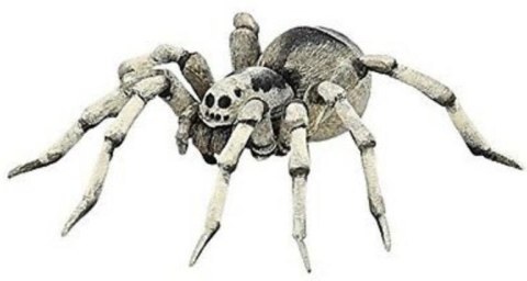 Tarantula Tarantula