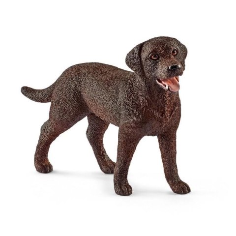 Labrador Retrieve suczka Labrador Retrieve suczka