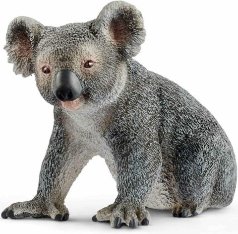 Miś Koala Miś Koala
