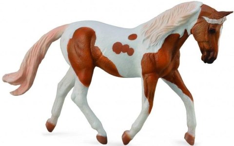 Koń Pinto Mare Palomino Koń Pinto Mare Palomino