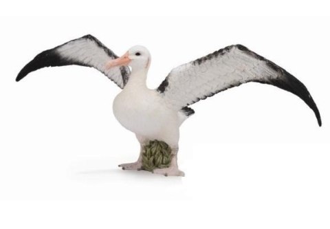 Albatros wędrowny Albatros wędrowny