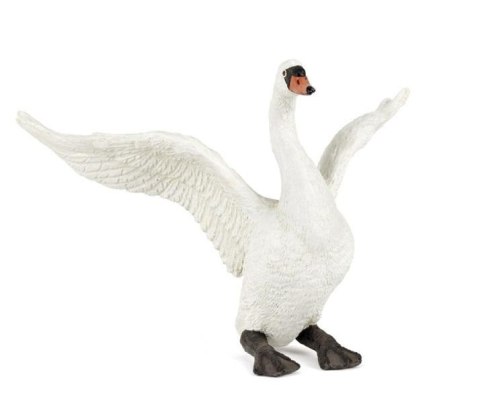 Łabędź niemy Łabędź niemy