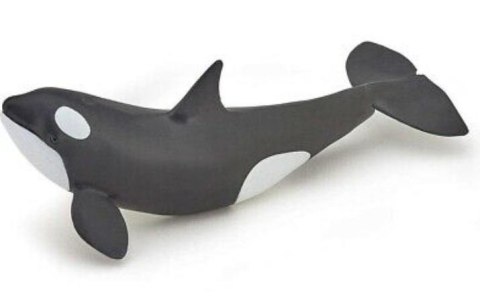 Orka młoda Orka młoda