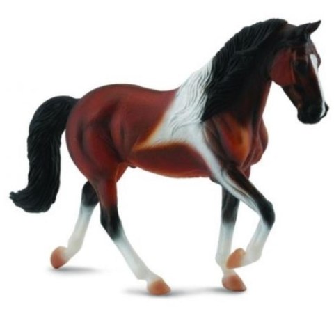 Klacz rasy Stallion Bay Pinto spacerująca Klacz rasy Stallion Bay Pinto spacerująca