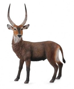 Antylopa Waterbuck