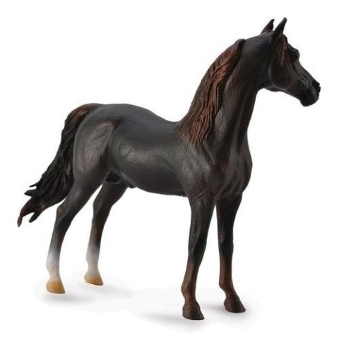 Ogier Morgan Stallion maści kasztanowej Ogier Morgan Stallion maści kasztanowej
