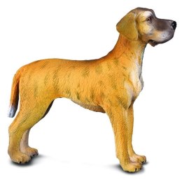 Pies dog niemiecki