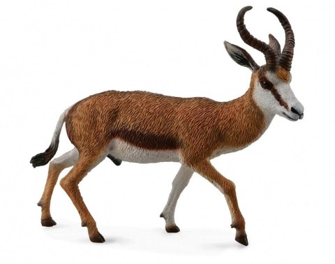 Kozioł Springbok Kozioł Springbok