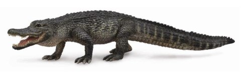 Aligator amerykański Aligator amerykański