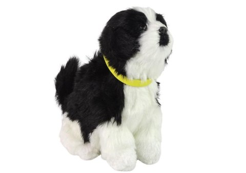 Pies interaktywny pluszowy Border Collie Pies interaktywny pluszowy Border Collie