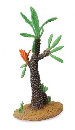 Drzewo Kaktus Williamsonia