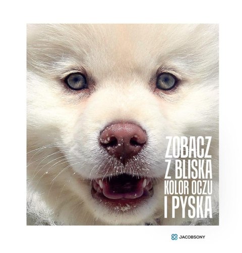 Zobacz z bliska kolor oczu i pyska JACOBSONY Zobacz z bliska kolor oczu i pyska JACOBSONY