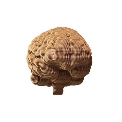 Puzzle 3D kartonowe - Mózg Puzzle 3D kartonowe - Mózg