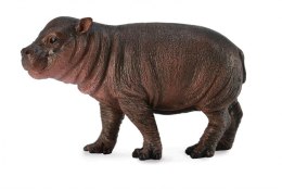 Młody hipopotam karłowaty