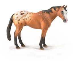 Koń Appaloosa wałach jasnobrązowy