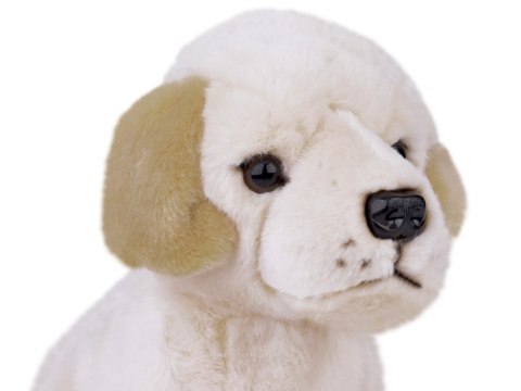 Maskotka pluszak przytulanka Pies Labrador siedzący 20cm 13475 Maskotka pluszak przytulanka Pies Labrador siedzący 20cm 13475