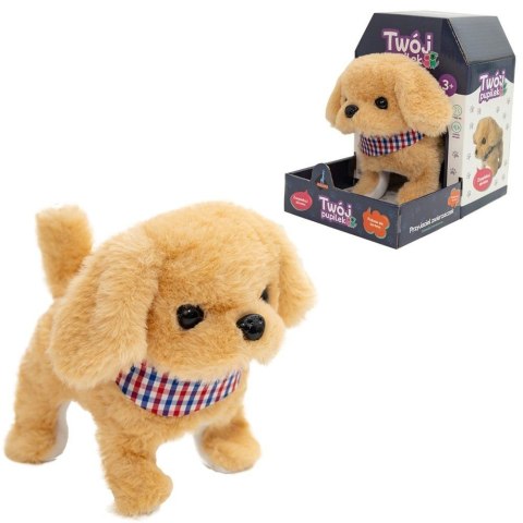 Twój pupilek piessek Twój pupilek piessek
