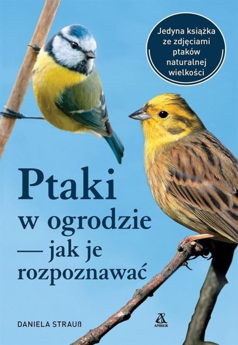 Ptaki w ogrodzie - jak je rozpoznawać Ptaki w ogrodzie - jak je rozpoznawać