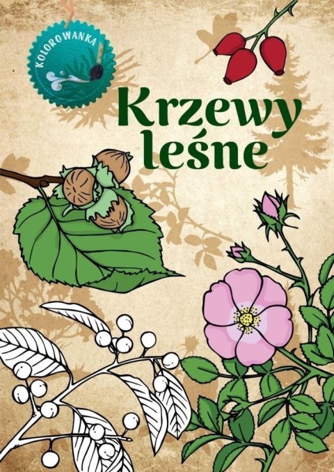 Krzewy leśne kolorowanka Krzewy leśne kolorowanka