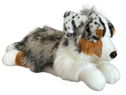 Owczarek australijski leżący 61cm Owczarek australijski leżący 61cm