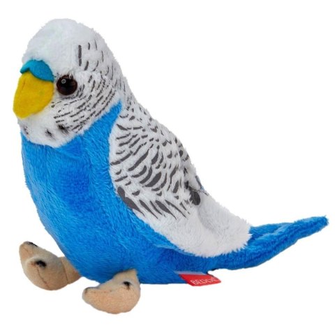 Papuga falista biało-niebieska 13cm Papuga falista biało-niebieska 13cm