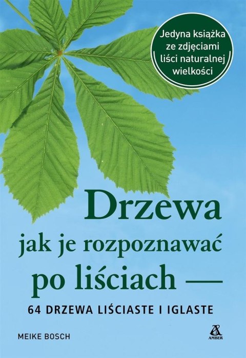 Drzewa jak je rozpoznawać po liściach Drzewa jak je rozpoznawać po liściach