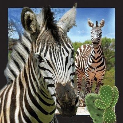 Pocztówka 3D - Zebra Pocztówka 3D - Zebra