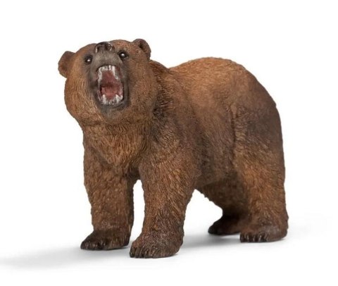 Niedźwiedź grizzly Niedźwiedź grizzly