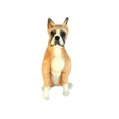 Boxer siedzący 64cm Boxer siedzący 64cm