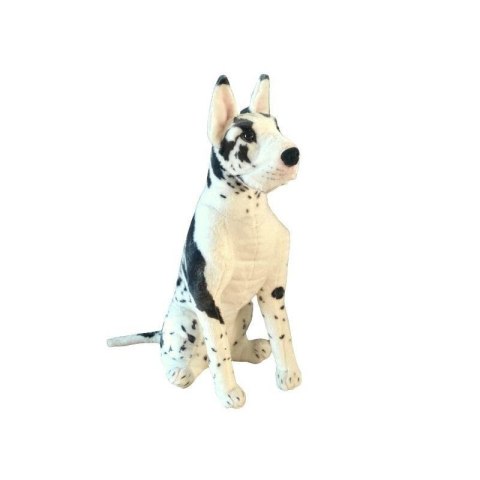 Dog niemiecki łaciaty siedzący 64cm Dog niemiecki łaciaty siedzący 64cm