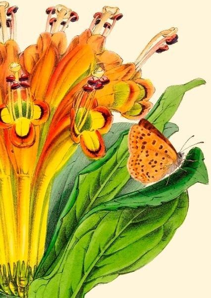 Karnet B6 z kopertą Alstromeria Karnet B6 z kopertą Alstromeria