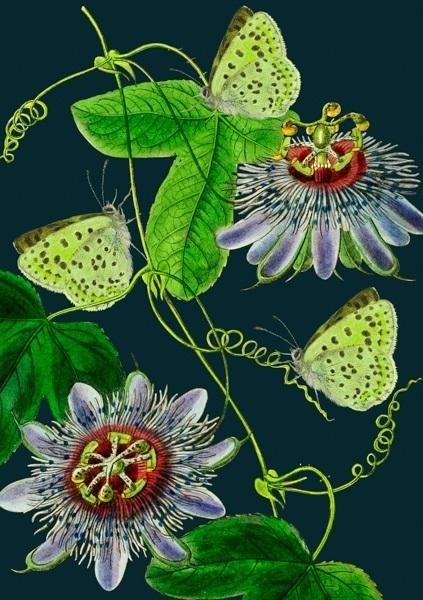 Karnet B6 z kopertą Passiflora nocą Karnet B6 z kopertą Passiflora nocą