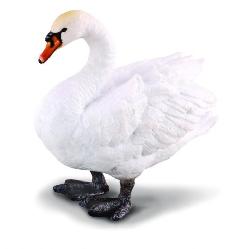 Łabędź niemy Łabędź niemy