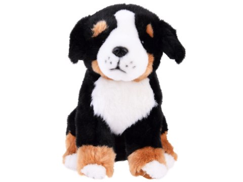 Maskotka Pies berneński siedzący 20 cm 13476 Maskotka Pies berneński siedzący 20 cm 13476
