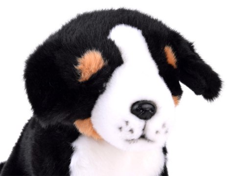 Maskotka Pies berneński siedzący 20 cm 13476 Maskotka Pies berneński siedzący 20 cm 13476
