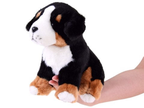 Maskotka Pies berneński siedzący 20 cm 13476 Maskotka Pies berneński siedzący 20 cm 13476