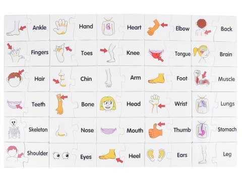 Edukacyjne puzzle j.angielski części ciała ZA3864